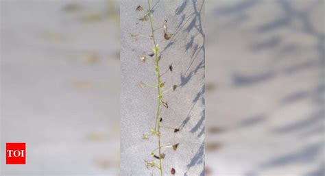 Forest dept develops state’s first conservation and research facility ...