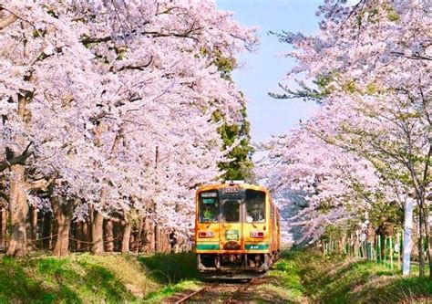 日本樱花哪里最好看 最佳赏樱时间_旅泊网