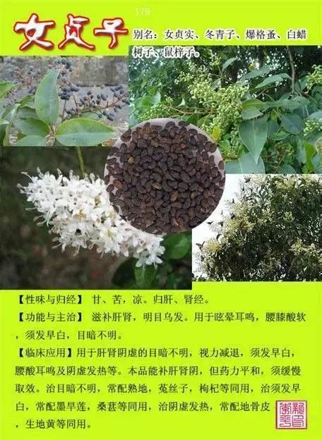 300种常见中草药图谱_图片