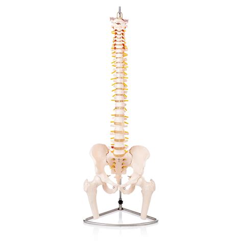 Buy Life-Size Vertebral Column with Pelvis and Femur Heads Model at ...