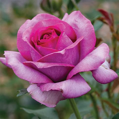 OBITUARIES - Gallop Funeral Services, Inc.