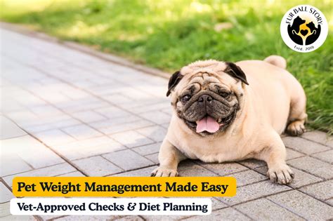 Pet Weight Loss Guide: Vet-Approved Checks Before You Start – Fur Ball ...