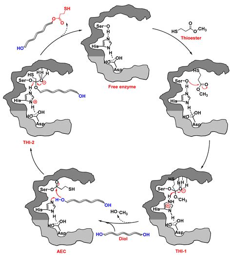 Synthesis of Mono- and Dithiols of Tetraethylene Glycol and Poly ...