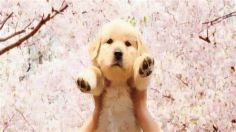 日本影片《我和狗狗的10个约定》，狗狗萌化人心，结局泪崩！_电影_高清1080P在线观看平台_腾讯视频