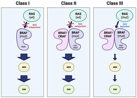 Mutations in the Serine/Threonine Kinase BRAF: Oncogenic Drivers in ...