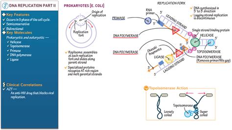 Cell DNA Replication 的图像结果