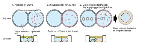 Investigation of Fusion between Nanosized Lipid Vesicles and a Lipid ...