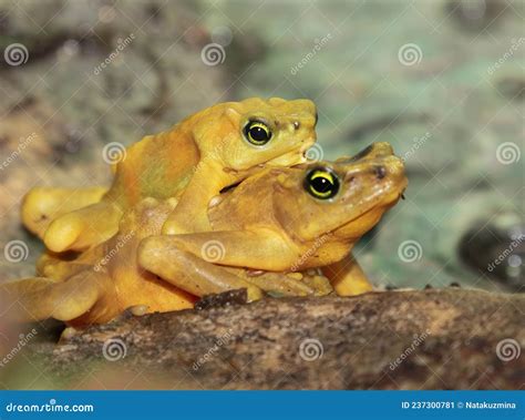 Mating Panamanian Golden Frogs Atelopus Zeteki Stock Image - Image of ...