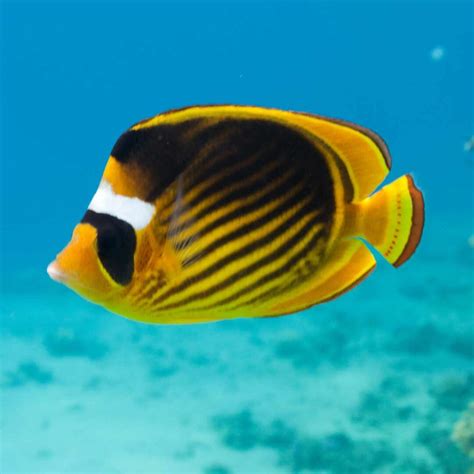 Image result for Boxfish Facts