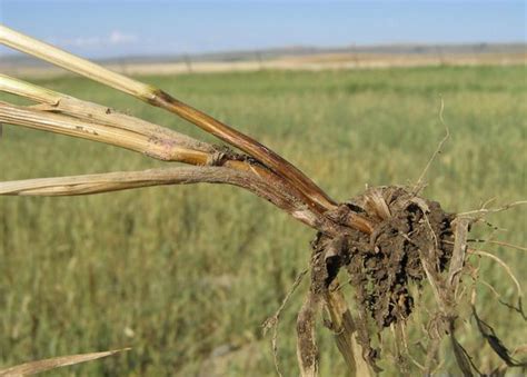 Image result for Tree Crown Rot