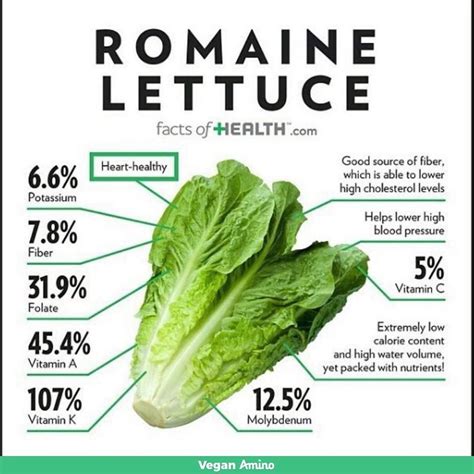 Is Lettuce High In Fiber