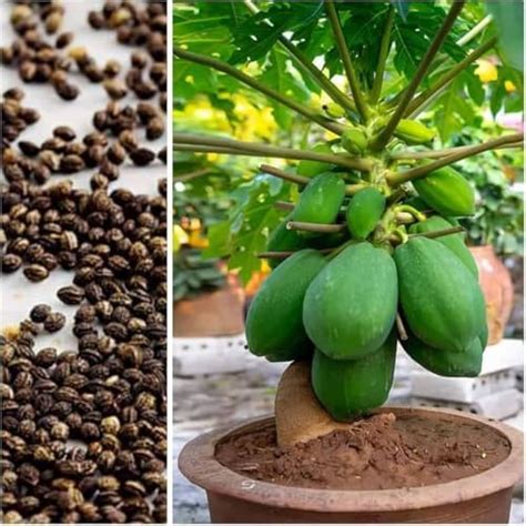 Taiwan red lady 786 f1 papaya seeds original (200 seeds) : Amazon.in ...