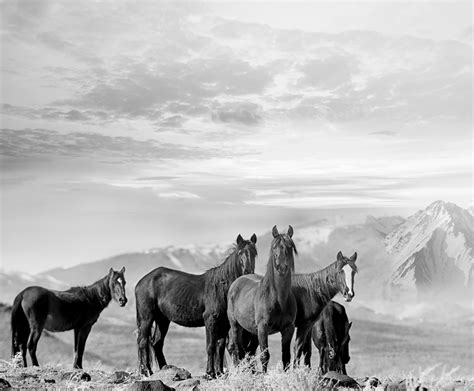Shane Russeck - High Sierra Mustangs - Contemporary Black and White Photography of Wild Horses ...