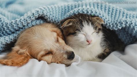 Can you deduct pet expenses on 2025 taxes? | fox61.com