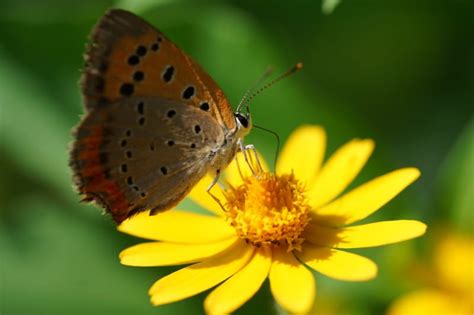 Image result for Flutter Webview Source Code
