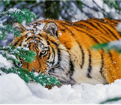 Calendar Ink, Tigers WWF 2025 Wall Calendar India | Ubuy