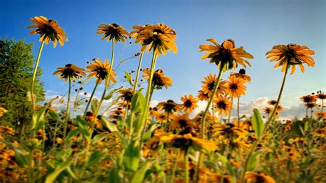 Visit West Olive: 2026 Travel Guide for West Olive, Michigan | Expedia