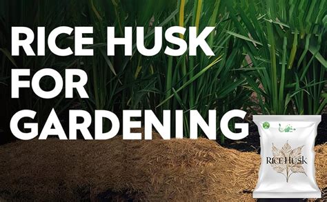 SDF INDIA Rice Husk for Gardening (1Kg) : Amazon.in: Garden & Outdoors