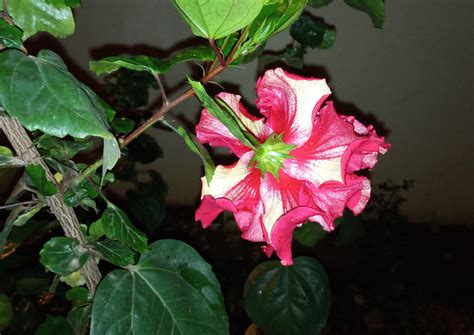 Tecno Camon iClick review: Mid-range phone with top-notch camera ...