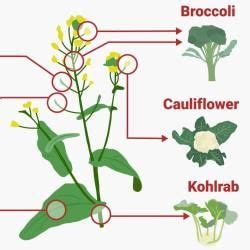 Plant Breeding - Biology for Grade 12 PDF Download