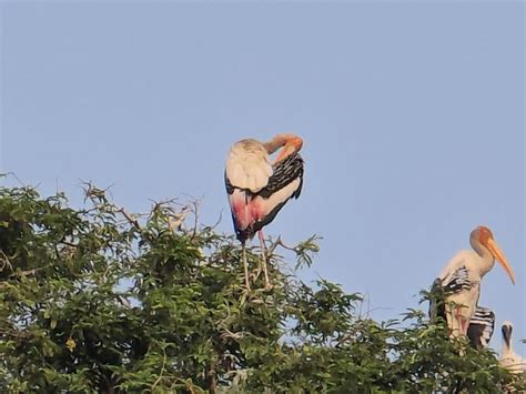 Exotic birds are the center of attraction for people in Gelani Kuwa ...