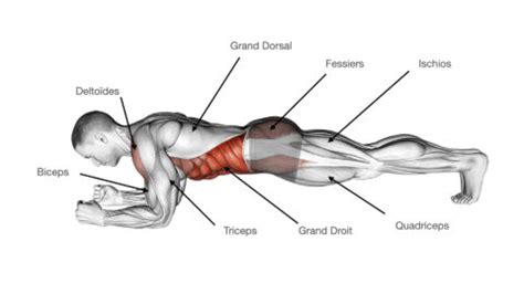 Rezultat imagine pentru Exercice Musculation Commando