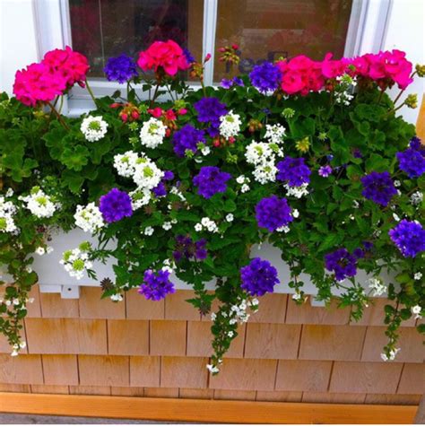 Purple and White Flower Window Box
