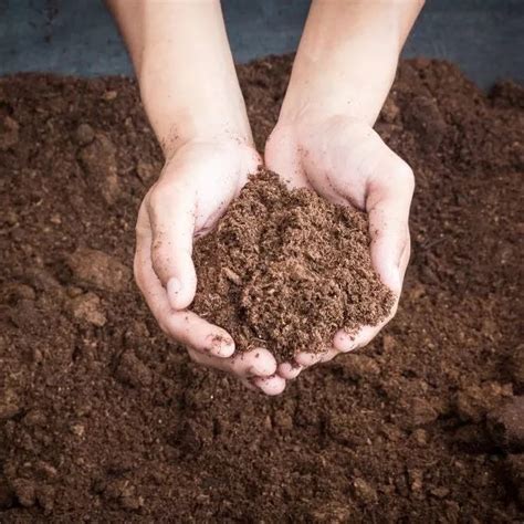 Buy Sphagnum Peat Moss (50gms) - Rs.49/- sale online India – The ...