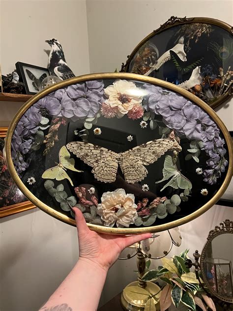 Large Antique Bubble Glass Frame With White Witch Moth, Luna Moths, and ...