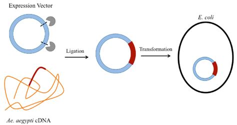 Molecular Biotechnology 的图像结果