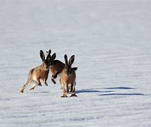 Image result for Spring Bunnies