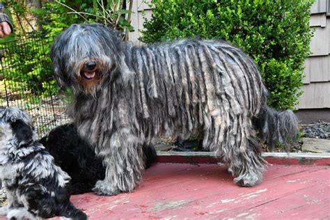Windy Hill Bergamasco Sheepdogs- Bergamasco Breeder