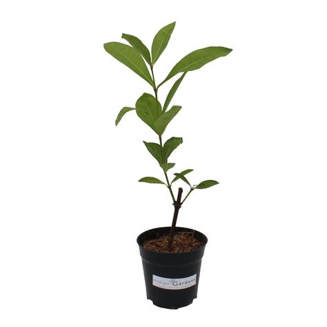 Gandhraj Plant with 4 inch Pot – Indian Gardens