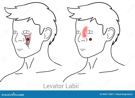 Levator Labii stock illustration. Illustration of wellness - 304713501
