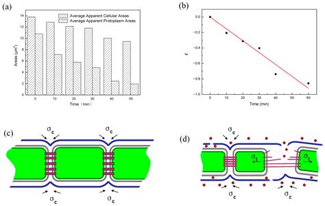 In Situ Observation of Cellular Structure Changes in and Chain ...