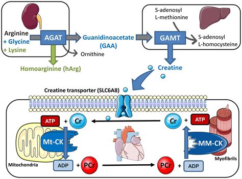Creatine Kinase