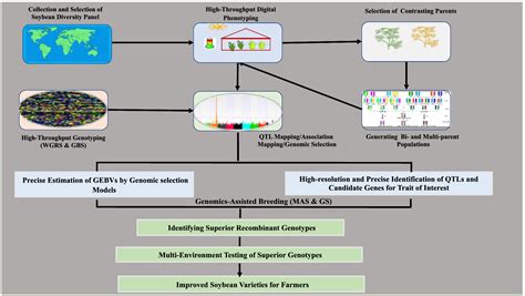 High‐throughput NGS‐based genotyping and phenotyping: Role in genomics ...