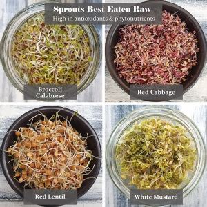 CYBEXIS Organic Sprouting Microgreen 4 Variety Seed Price in India ...