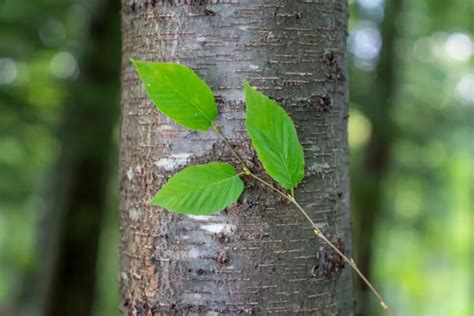 Tree 的图像结果