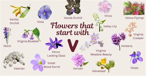 Flowers that Start with V: Photos, Facts, Growing Zones, Habitats