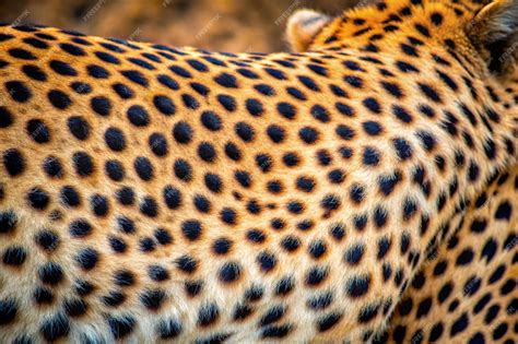 Cheetah skin A closeup of the skin of a real wild African Cheetah ...