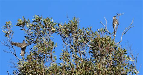 Image result for Nature Object Lessons