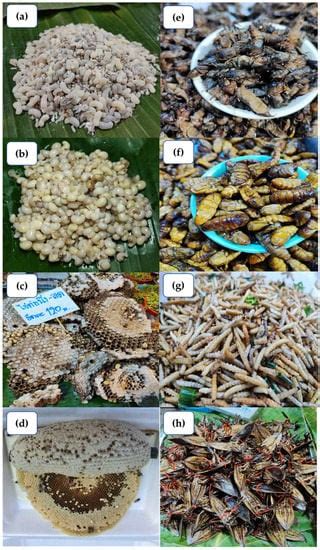 Edible Insects in Thailand: An Overview of Status, Properties ...