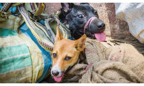 Dog Meat Ban: Gauhati High Court Puts Nagaland Government's Order On Hold