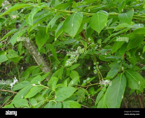 Northern highbush blueberry (Vaccinium corymbosum) Plantae Stock Photo ...