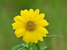 Yellow Flower Picture by Yellow Flower Wallpaper 07437 Baltana Yellow Flower Picture
