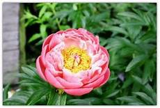 fiori di tutto il mondo i 5 fiori tra i pi 249 belli mondo fiori di tutto il mondo i 5 fiori tra i pi 249 belli mondo