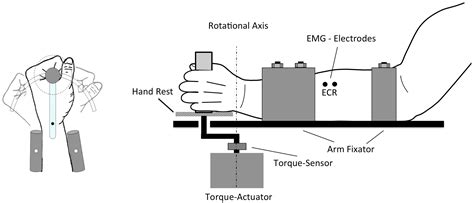 Multimodal Sensorimotor Integration of Visual and Kinaesthetic ...