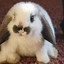 Image result for Cute Bunny Background 5G