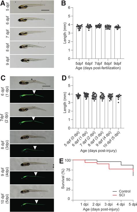 Differential Roles of Diet on Development and Spinal Cord Regeneration in Larval Zebrafish ...